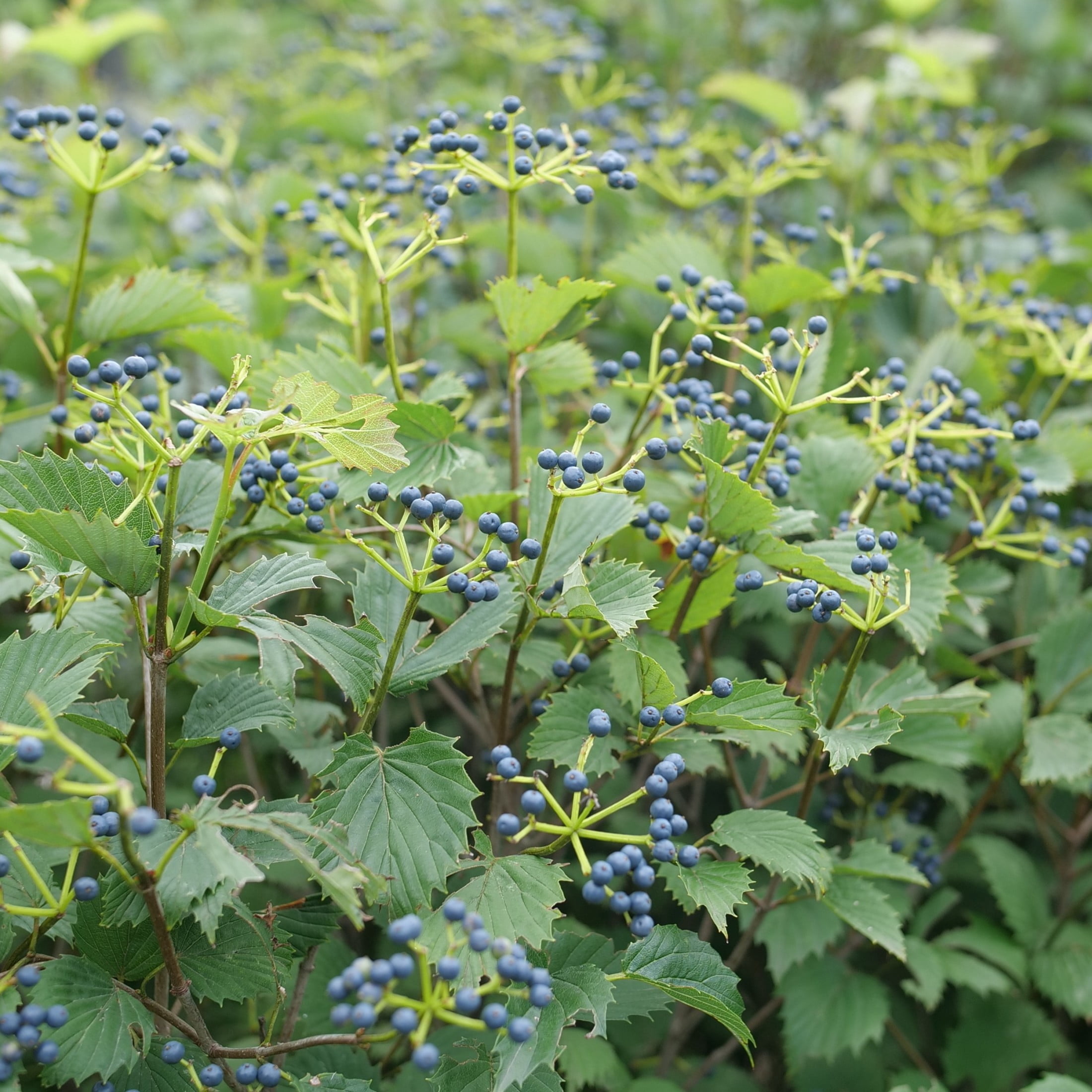 Proven Winners ColorChoice 5" White Blue Muffin Arrowwood Viburnum Live Plant in 4.5" Pot (4 Count)