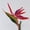 Red, variant on HEVIRGO Artificial Flower Bird Of Paradise Fake Plant Silk Strelitzia Reginae Home Decor(Red)