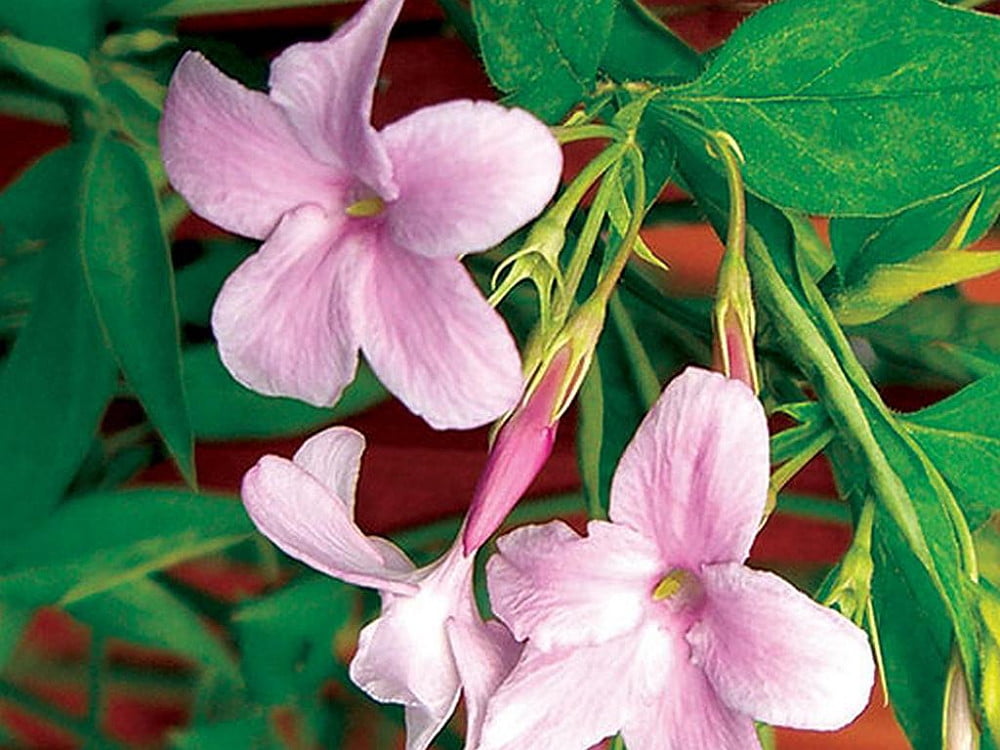 French Pink Hardy Jasmine Jasminum stephanense 2.5" Pot Indoors