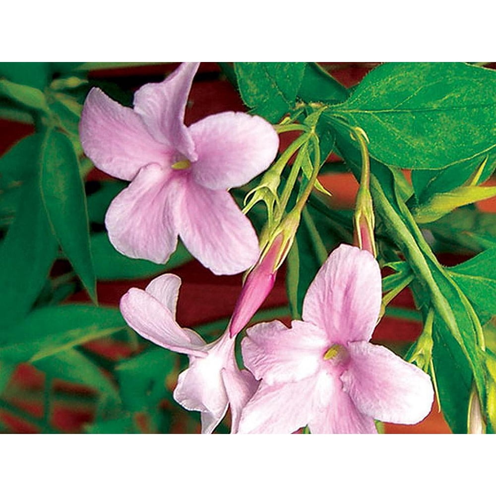 French Pink Hardy Jasmine Jasminum stephanense 2.5" Pot Indoors