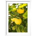 thumbnail image 2 of Art.com Lemon Grove II Photo by Karyn Millet, White Frame Wall Art, 17" x 23", 2 of 5