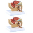 thumbnail image 1 of 4X 1:2 Male Pelvic Sagittal Section Testicular Prostate Bladder Rectal Urinary System Model,4 x urinary system model, 1 of 7