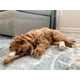 thumbnail image 2 of Huesito de juguete masticable sabor pollo para perro, 2 of 9