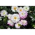 thumbnail image 7 of 50 Unwins DWARF MIX DAHLIA Variabilis Mixed Colors Semi Double Bicolor Pink Purple Red Orange Yellow White Flower Seeds, 7 of 7