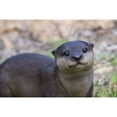 thumbnail image 4 of Hi-Line Gifts 12.75" Otters Outdoor Garden Statue, 4 of 7