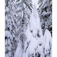 thumbnail image 2 of Talbot Frank, Christopher 12x14 Black Ornate Wood Framed with Double Matting Museum Art Print Titled - CA, Sierra Nevada Snow-covered trees, 2 of 4