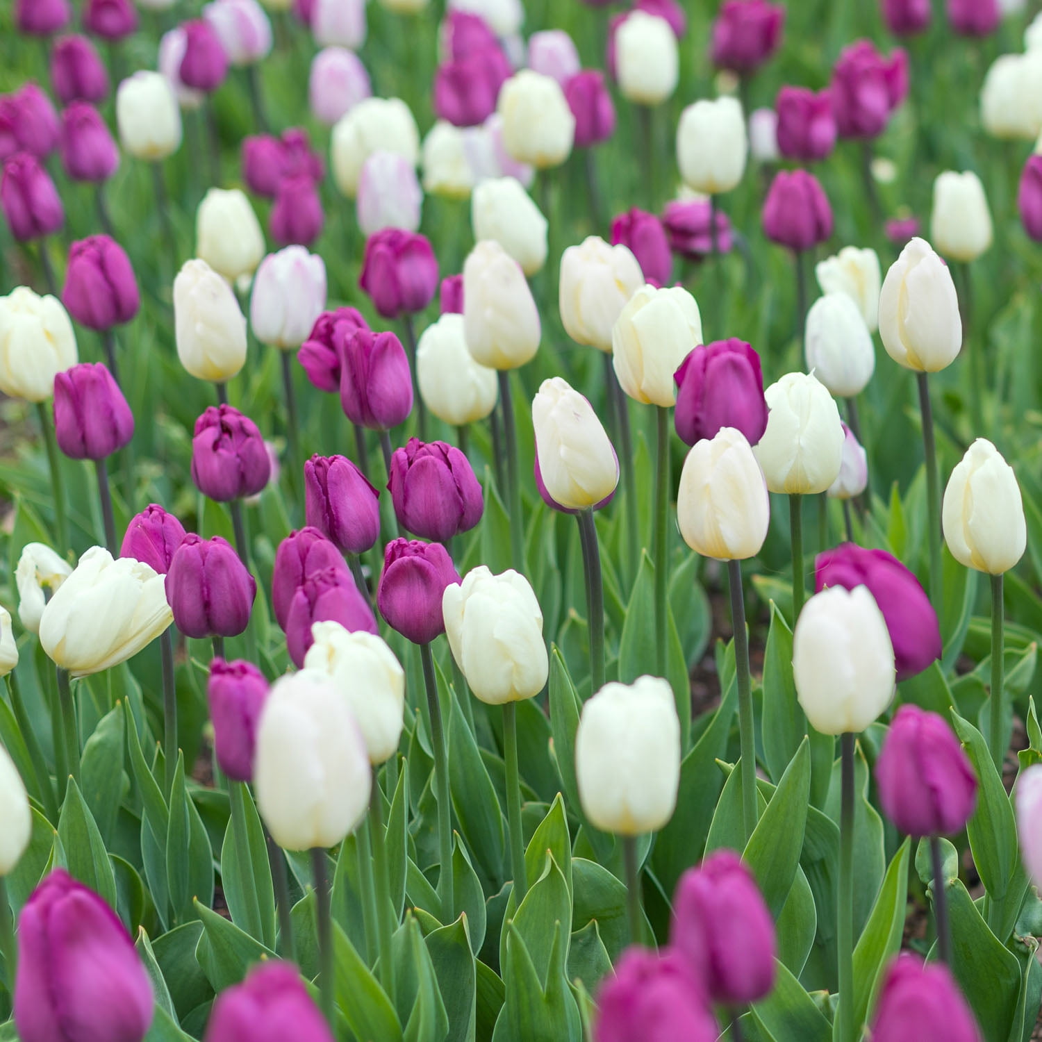 Garden State Bulb Purple and White Mix Triumph Tulip Flower Bulbs, 12/+ cm (Bag of 50)