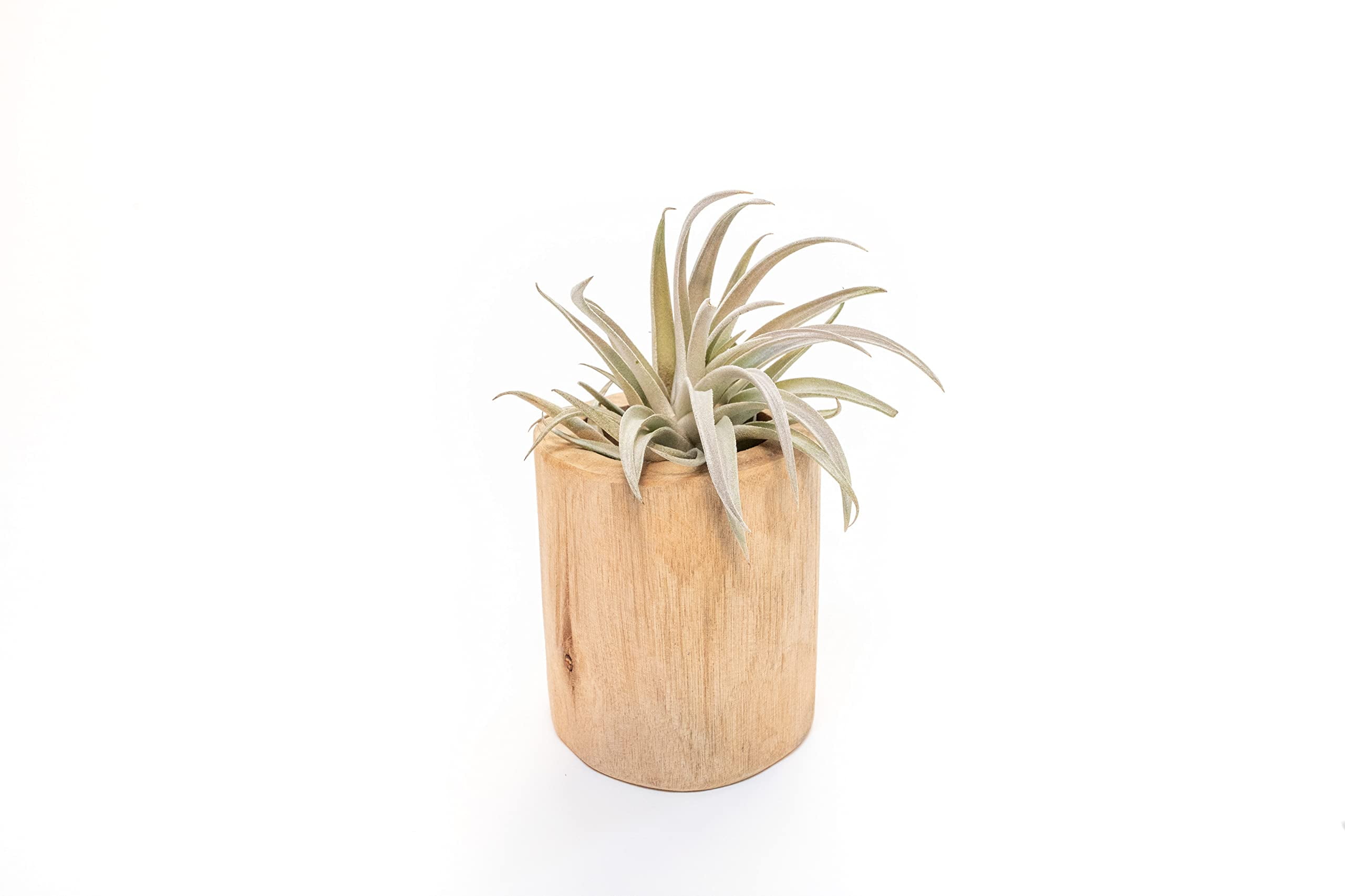 Air Plant Shop Driftwood Container with Custom Air Plant- Wholesale and Bulk - Succulents - Live Tillandsia - Easy Care Indoor and Outdoor House Plants (Xerographica)