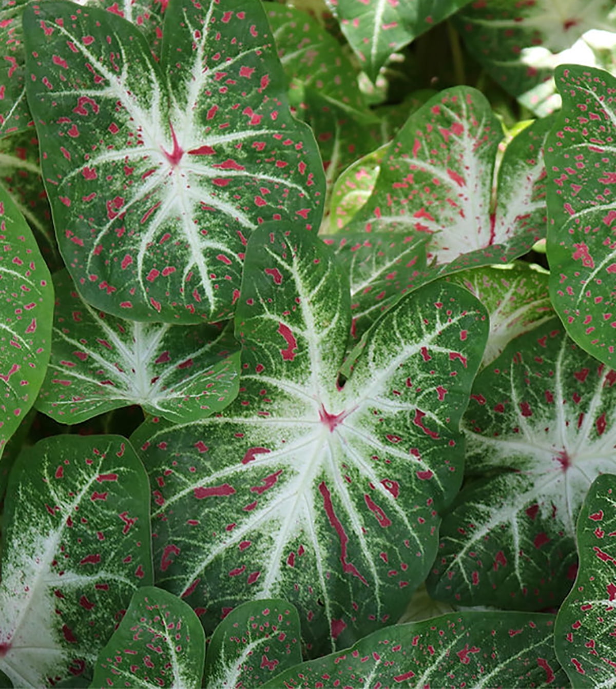 Heart's Desire Caladium 3 Bulbs Speckled Red