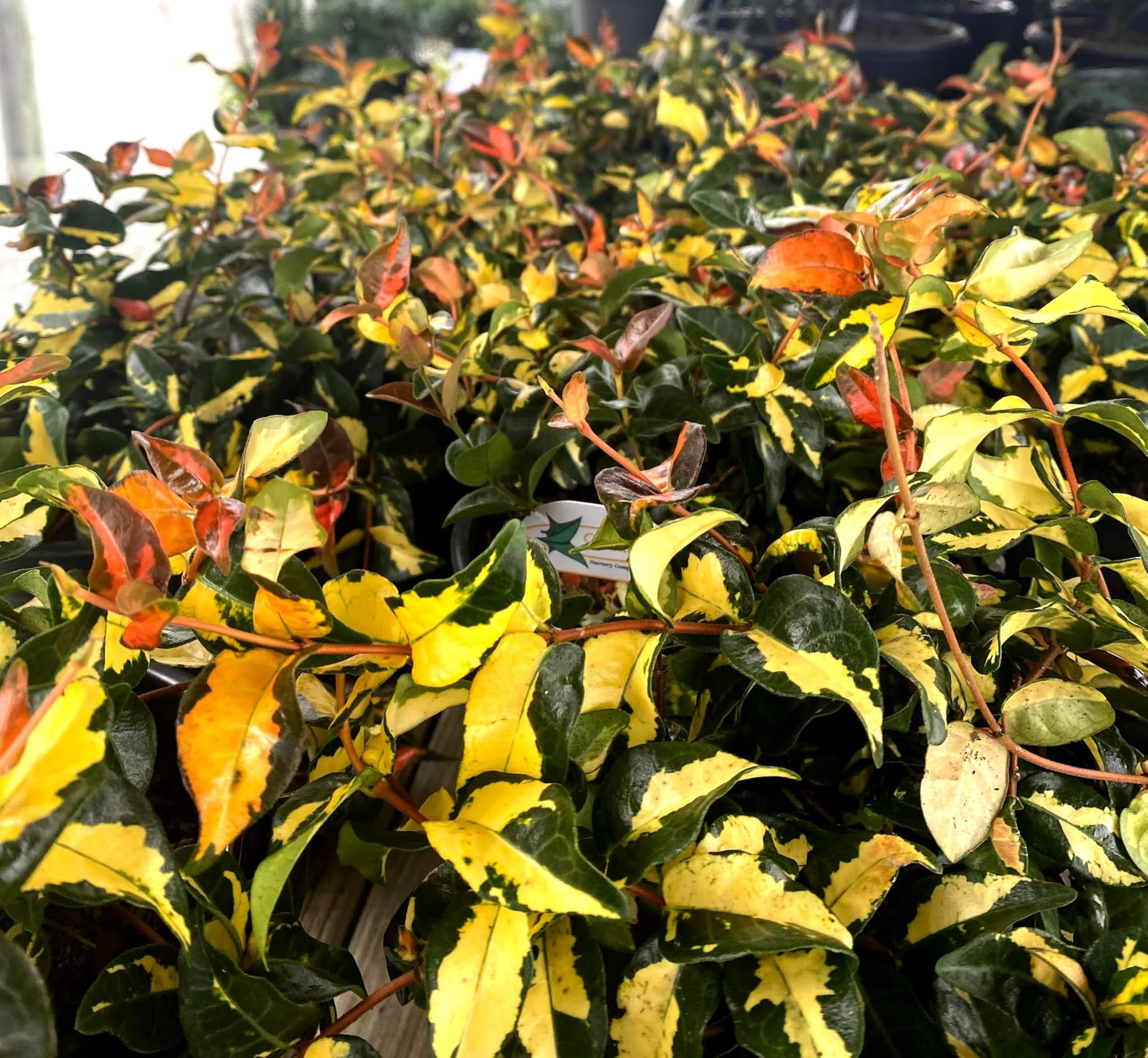 Jasmine Summer Sunset 1 Live Quart Size Plant Trachelospermum