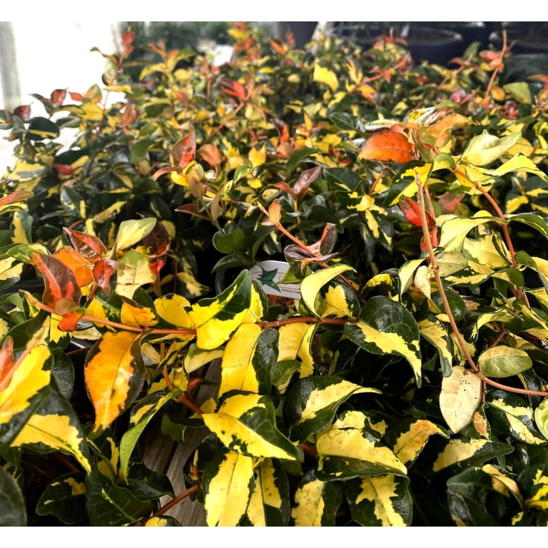 Jasmine Summer Sunset - 20 Live Plants - Trachelospermum Asiaticum