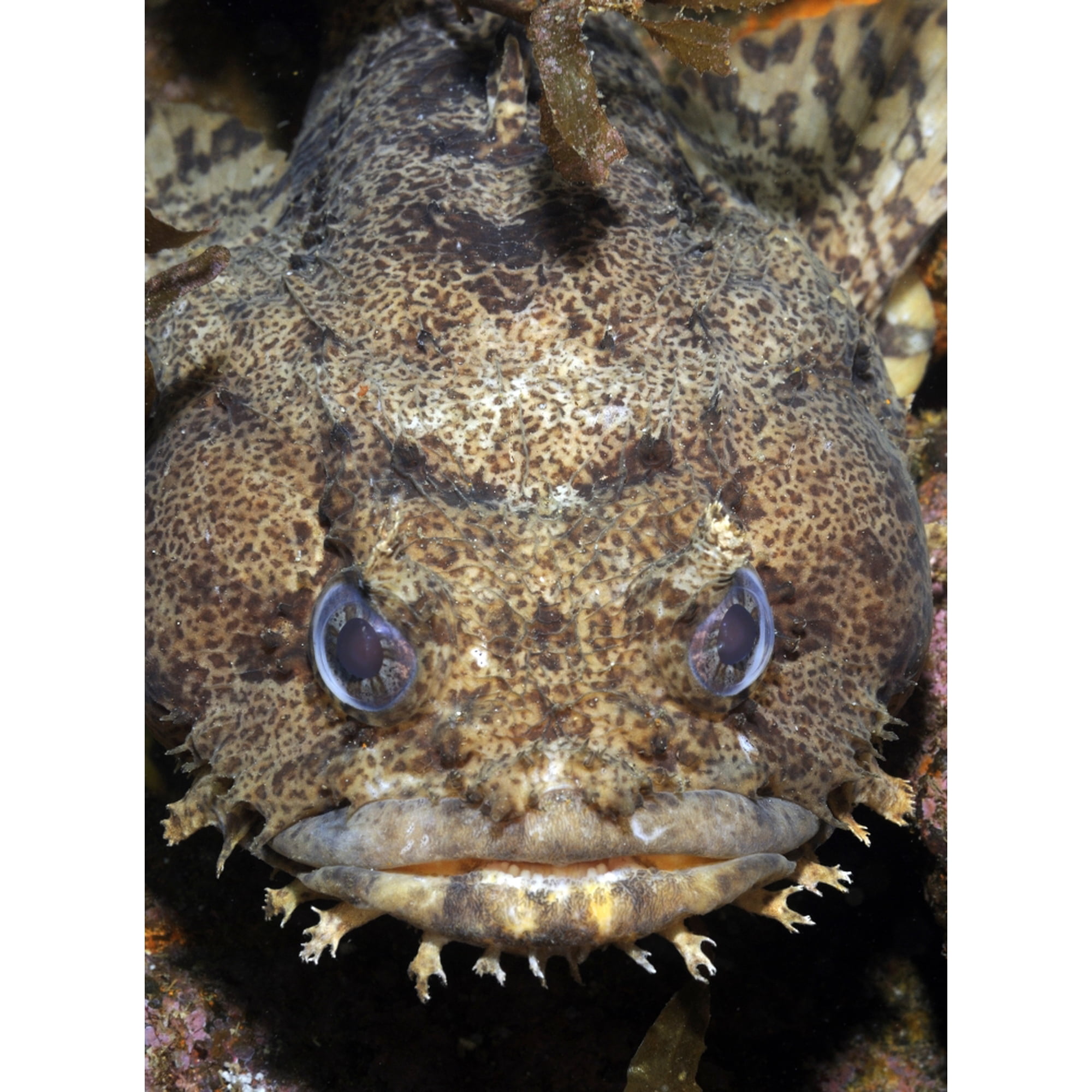 Oyster Toadfish Atlantic Ocean Canvas Art - Karen DoodyStocktrek Images (24 x 33)