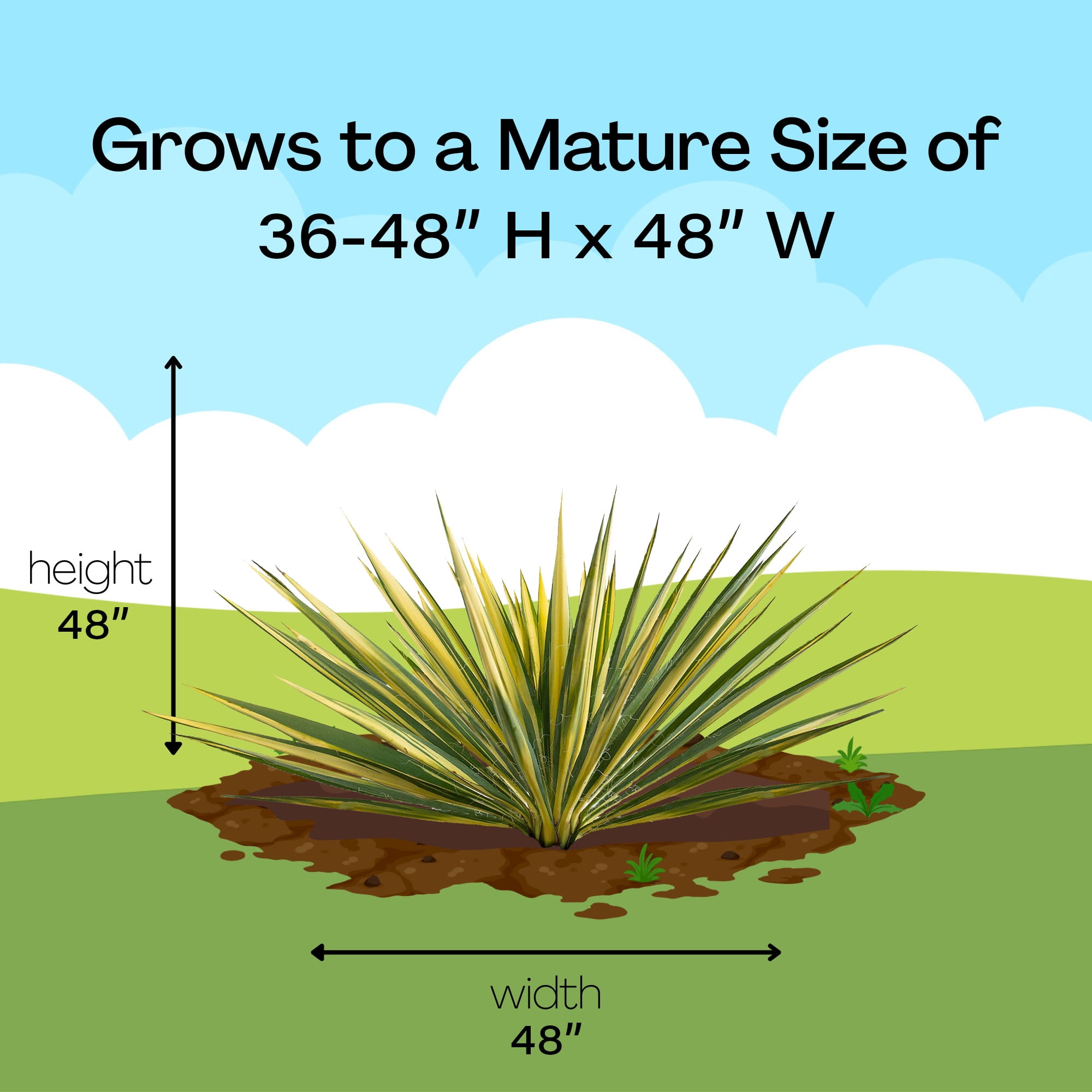 Expert Gardener 2.25 Gallon Color Guard Yucca Live Shrub - Walmart.com