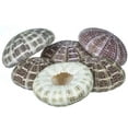 thumbnail image 3 of Alfonso Sea Urchins | 6 Large Alphonse Urchin Shells 2 1/2"-3", 3 of 5