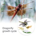 thumbnail image 4 of 1 Set Life Cycle Models Household Realistic Educational Display Prop Education Props Animals Playthings Animal Toy for Children Dragonfly, 4 of 9
