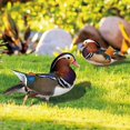 thumbnail image 2 of YIEMEEN 2Pack Garden Duck Stake Decorative Yard Patio Lawn Acrylic Stake Art Decoration Statue Sculpture Outdoor Ornament, 2 of 12