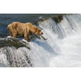 thumbnail image 2 of Adult Brown Bear Fishing For Salmon At Top Of Brooks Falls  Katmai National Park  Southwest Alaska  Summer, 2 of 2