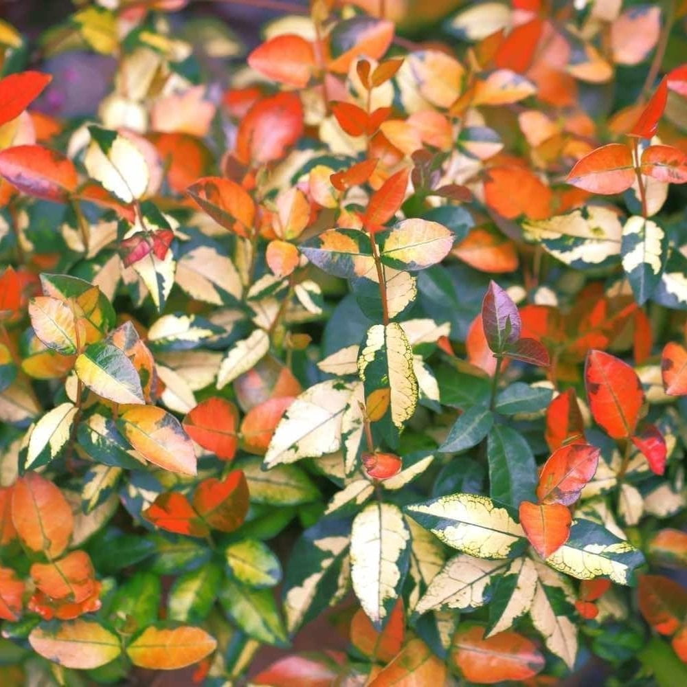 Summer Sunset Jasmine – live starter plants less than 12 inches tall