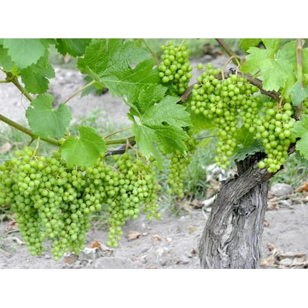 Grapes on Vine in a Vineyard, Bordeaux, France Print Wall Art By Nadia