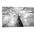 thumbnail image 1 of ARTCANVAS Tall Tree Branches Home Decor Rectangle Canvas Art Print - Size: 12" x 8" (0.75" Deep), 1 of 9