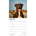 thumbnail image 3 of American Pit Bull Terriers | 2027 12x24" (Hanging) Wall Calendar | Plastic-Free, 3 of 9