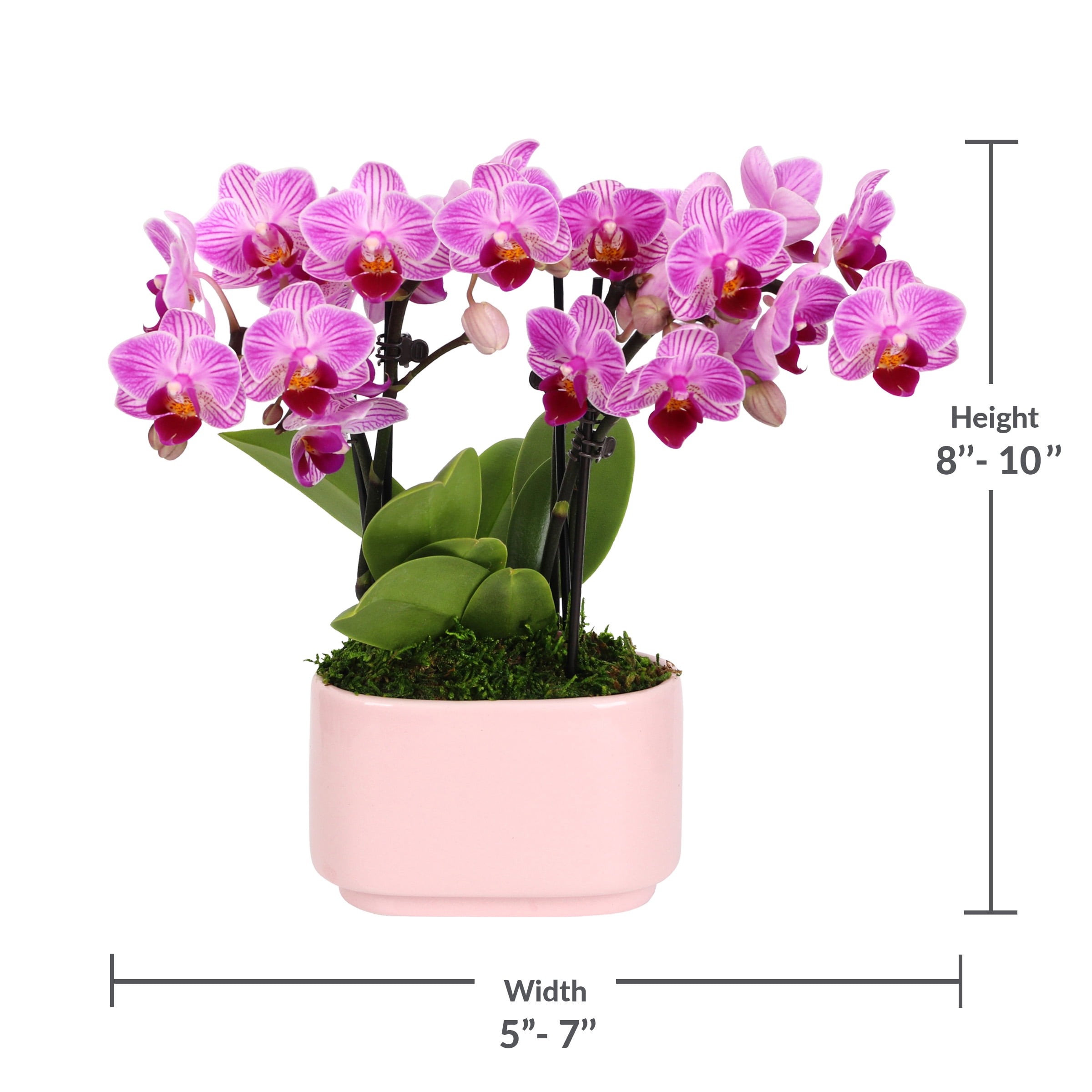 Just Add Ice 4" Light Pink Orchid in Pink Ceramic