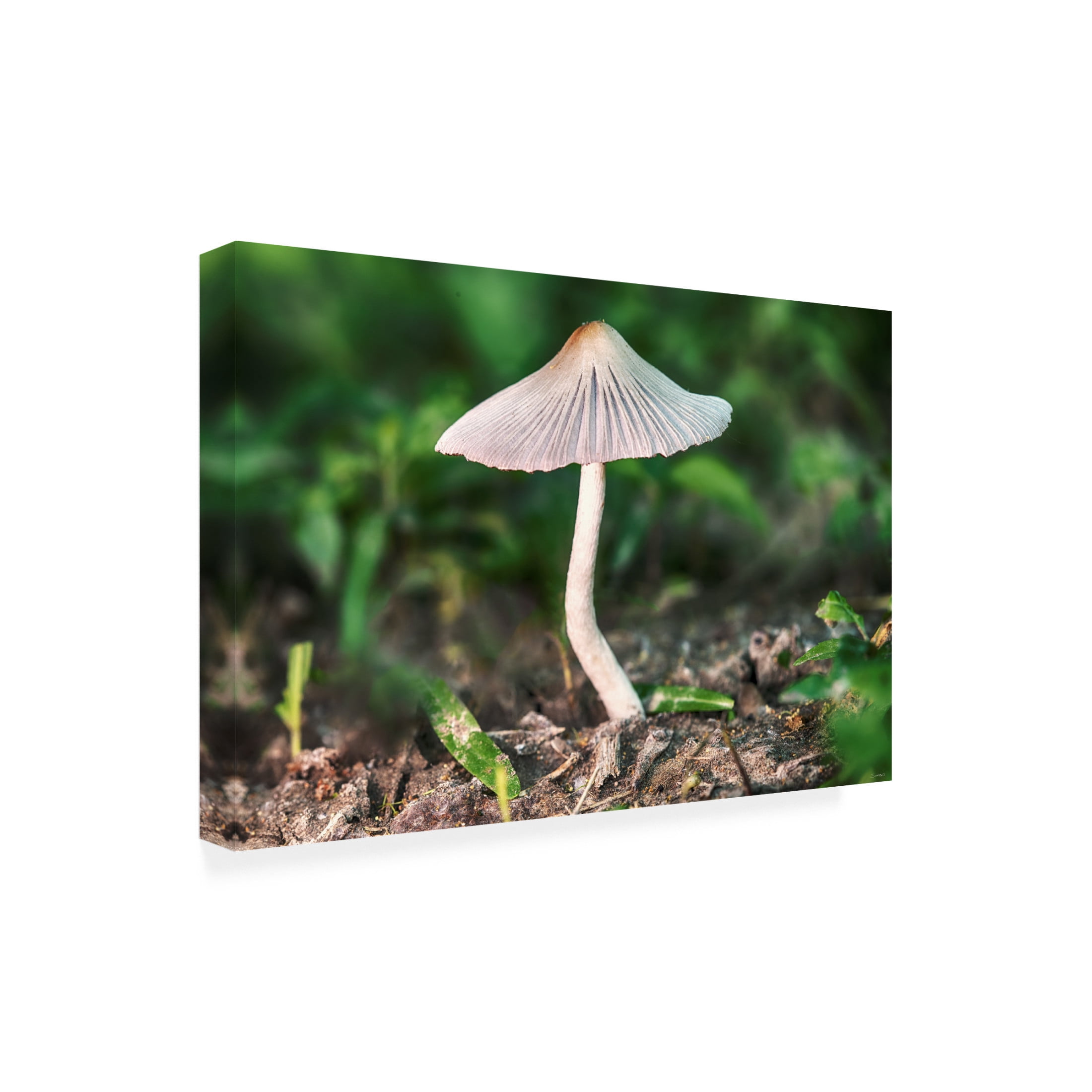 Canvas Wall Art - Gordon Semmens 'Textures 39' Wall Art for Living Room, Bedroom, or Office Décor by Trademark Fine Art - 19 x 12 Inches