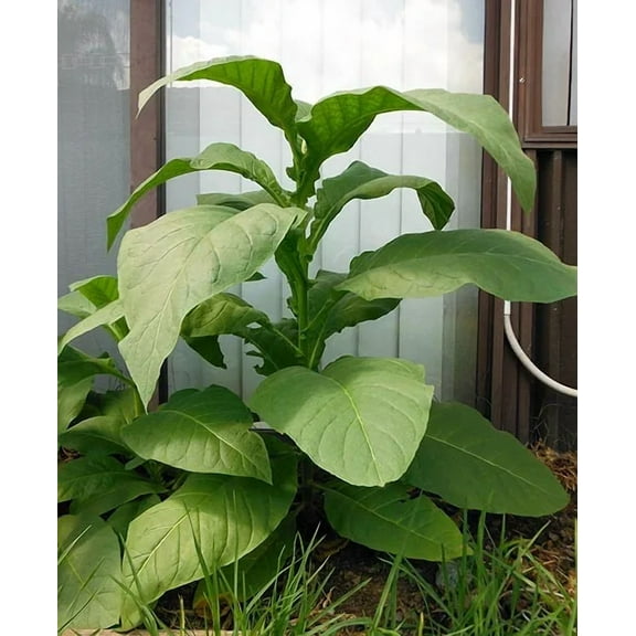 1000 Silk Leaf Tobacco Seeds ~ Heirloom Non-GMO Nicotiana Tabacum - Mild Flavor