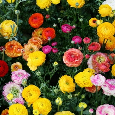 Mixed Tecolote® Ranunculus Flower Bulbs - 12 Bulbs per Pack - Ready to Plant Live Flower Mix - Grows Well in Containers - Deer Resistant - Good as Cut Flowers