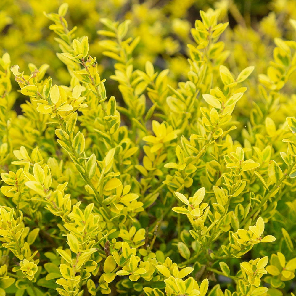 Southern Living Touch Of Gold Holly Live Shrub in 1.5-Gallon Grower Pot
