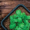 thumbnail image 4 of GROW!T GMC10L Hydroponic 100% Natural Clay Pebbles, .35 Cubic Feet/10 Liter Bag, 4 of 6