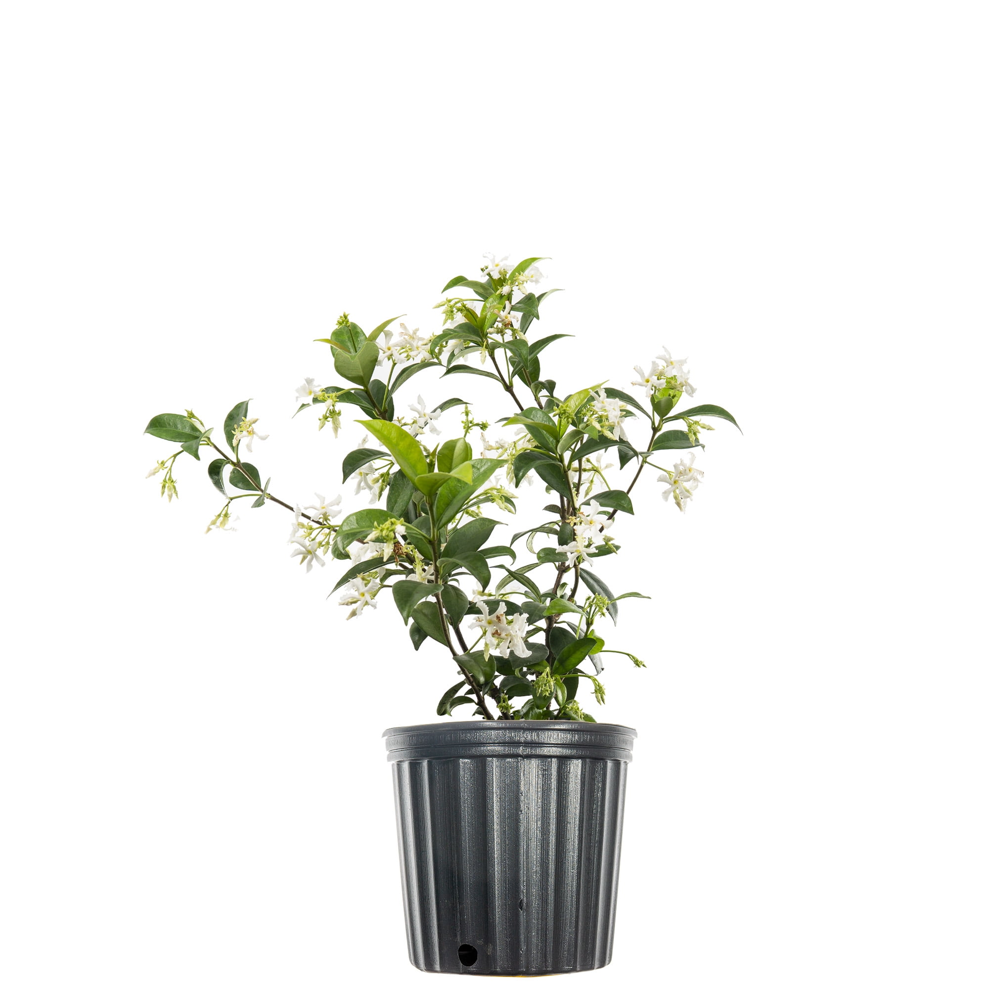 Buy 1 Gal. Confederate Jasmine Fragrant Blooms Beautiful Vining