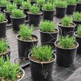 thumbnail image 6 of Rosemary Bush Plant Live, 10" Tall in 4" Pot, Fragrant Rosemary Live Plant for Indoors Outdoor Planting, Well-rooted, 6 of 6