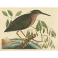 thumbnail image 2 of Mark Catesby 24x19 Black Ornate Framed Double Matted Museum Art Print Titled: The Small Bittern (Ardea Virescens) (1754), 2 of 5