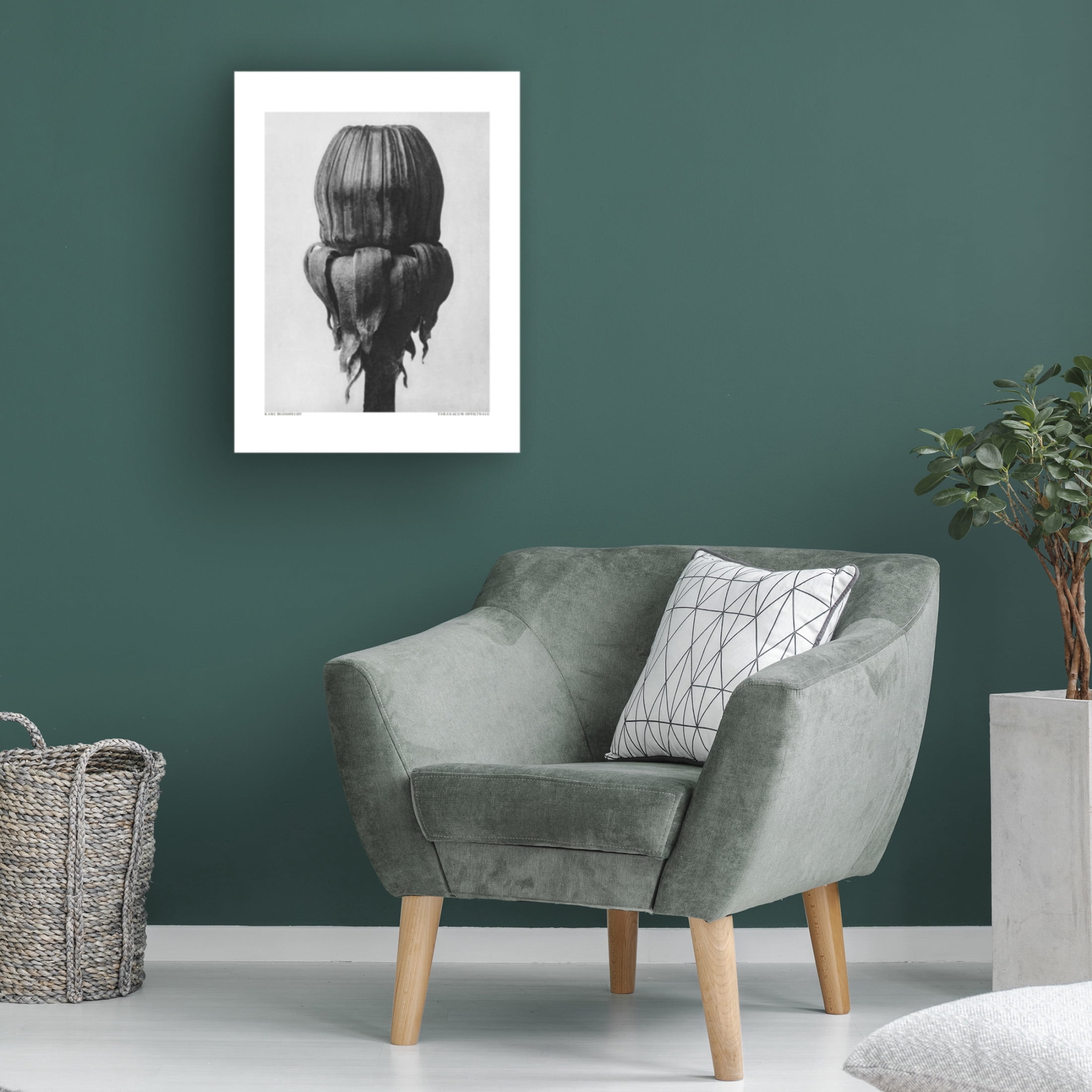 Trademark Fine Art Pictufy  Taraxacum Officinale Canvas Wall Art
