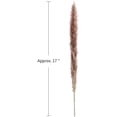 thumbnail image 6 of Dried Pampas Grass -Natural,30 pcs Reed Grass Plumes, Dried Flower Bouquet for DIY Home Kitchen Wedding Party Decor, 6 of 7