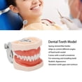 thumbnail image 4 of Modelo De Estudio De Dientes, Modelo De Enseñanza De Dentista Simulación De Goma Con Destornillador Para Práctica Para Niños, 4 of 7