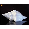 thumbnail image 5 of Beautiful White Indian Chank Shell - "The Divine Conch" (5-6") Beach Wedding Centerpiece - Planting - Nautical Decor, 5 of 7