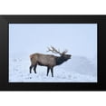 thumbnail image 2 of Fitzharris, Tim 24x17 Black Modern Framed Museum Art Print Titled - Bugling Elk-Yellowstone National Park-Wyoming, 2 of 5