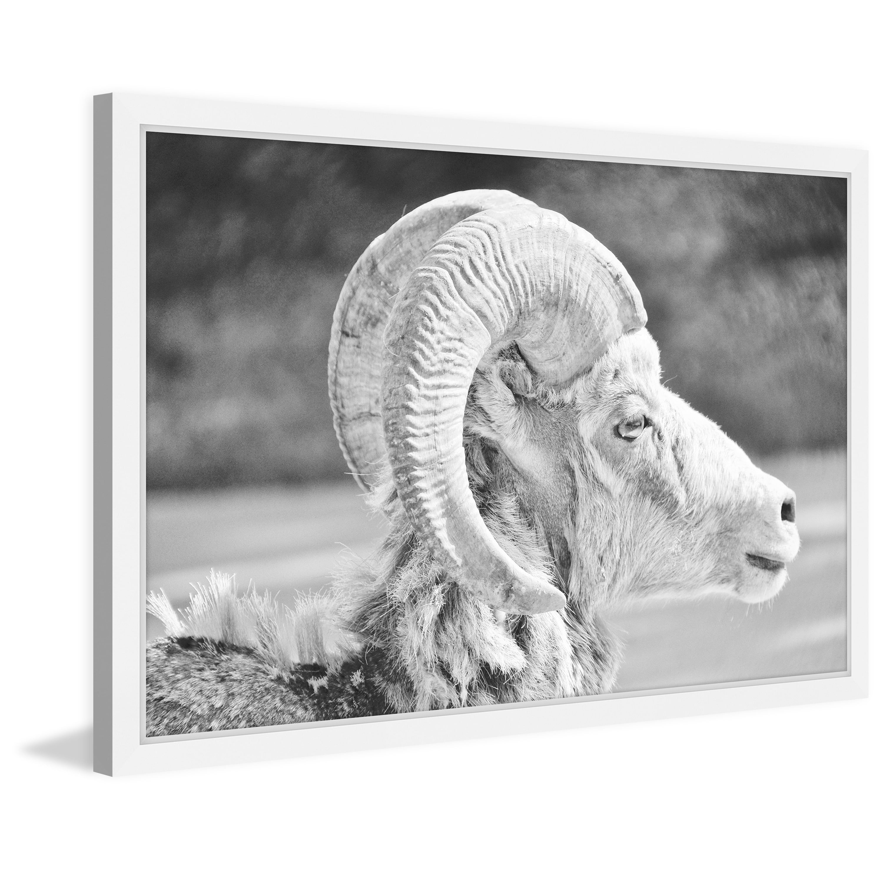 Marmont Hill "Ram Profile 2" Framed Painting Print