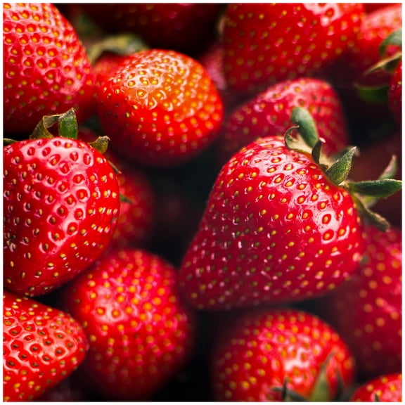 Seascape Strawberry Bareroot Plants (10-Pack), Everbearing Live Plants, Non-GMO, Zone 4-9, Great for West Coast