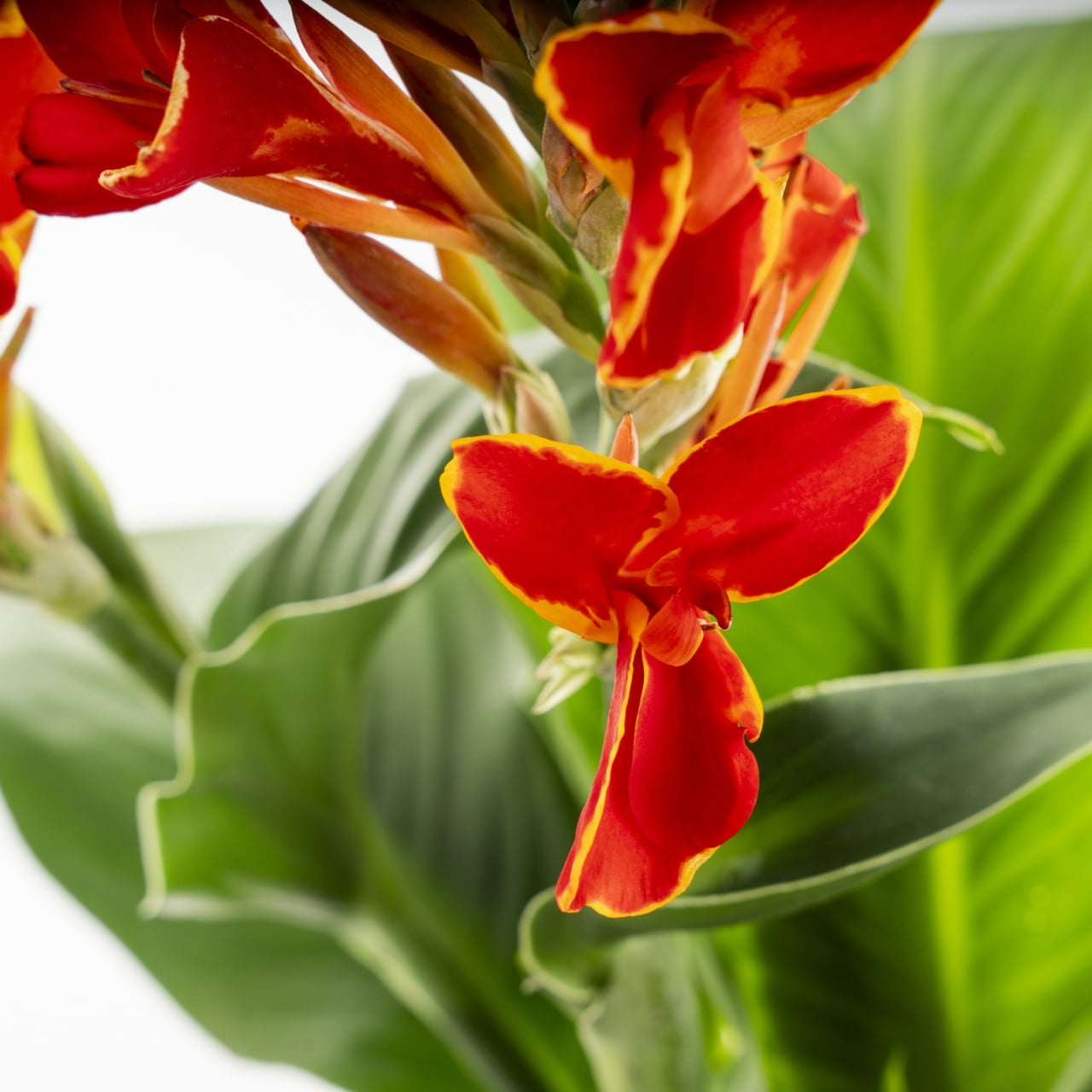 Better Homes & Gardens 2.5QT Multicolor Canna Lily Live Annual Plant Sun 3-Pack