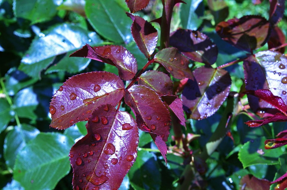 New Growth Rose Petals Westerland Thorns12 Inch BY 18 Inch Laminated