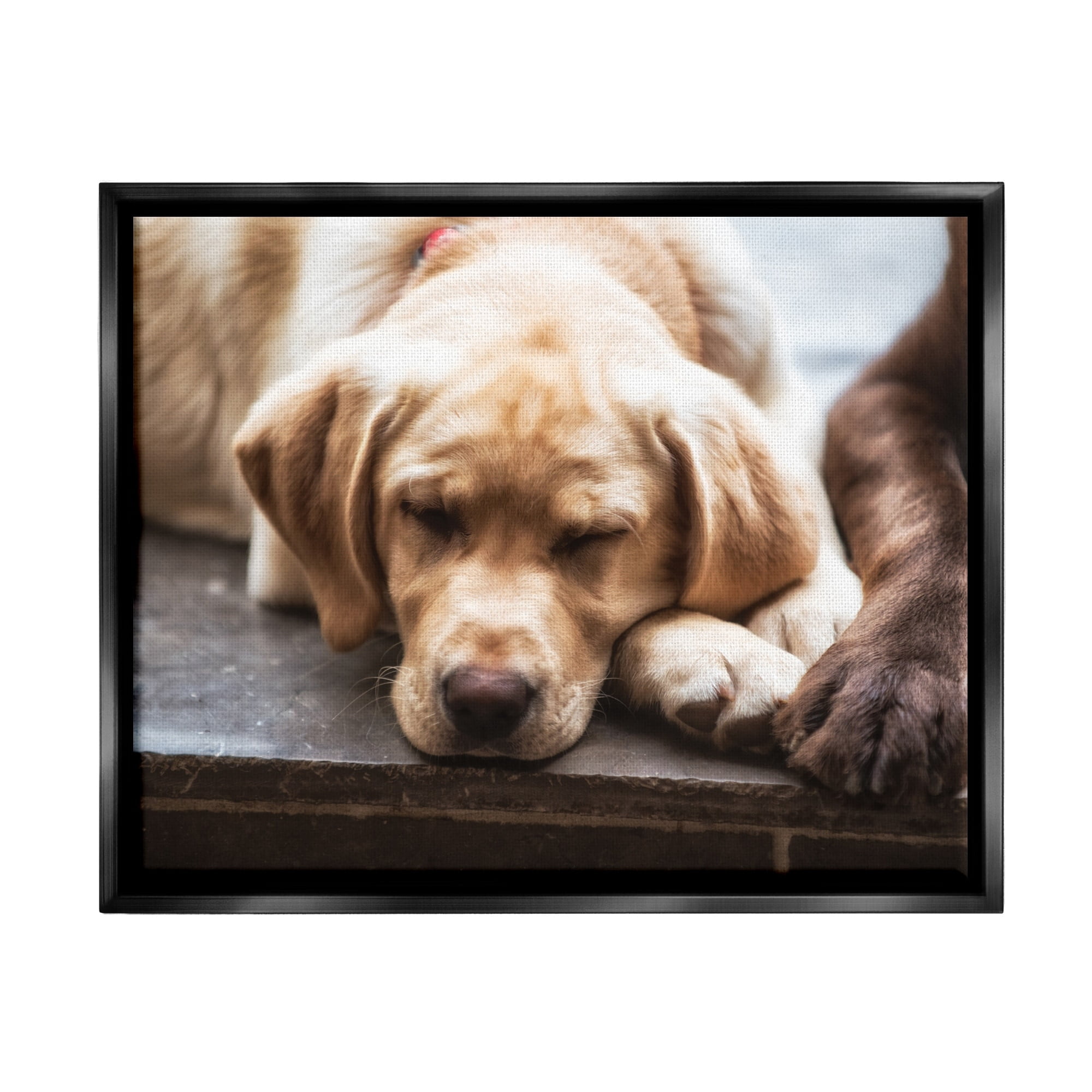 Stupell Industries Sweet Sleeping Dogs Resting Paws Animal Photography Photograph Jet Black Floating Framed Canvas Print Wall Art, Design by James Dobson