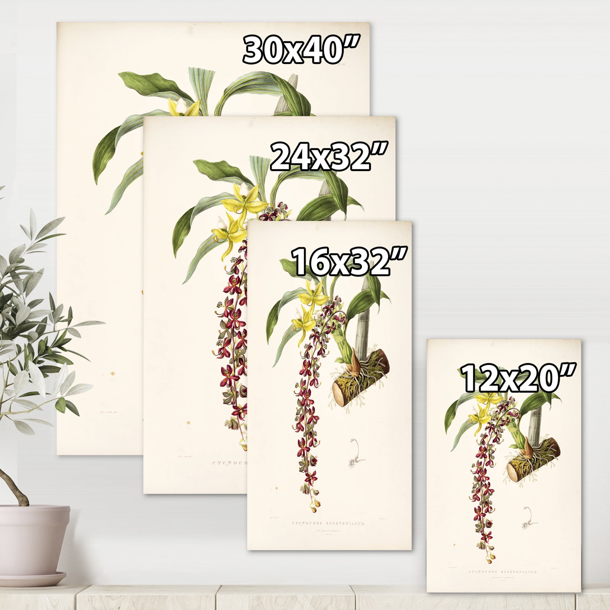 Designart ' Ancient Flower II ' Traditional Canvas Wall Art Print