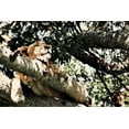 thumbnail image 2 of Bryant, Susan 18x13 White Modern Wood Framed Museum Art Print Titled - Lion Tree, 2 of 4