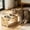 A, variant on Elevated Cat Feeder Adjustable Raised Kitten Feeding Stand with Double Stainless Steel Bowls Wood Pet Feeding Station for Indoor Cats and Small Dogs