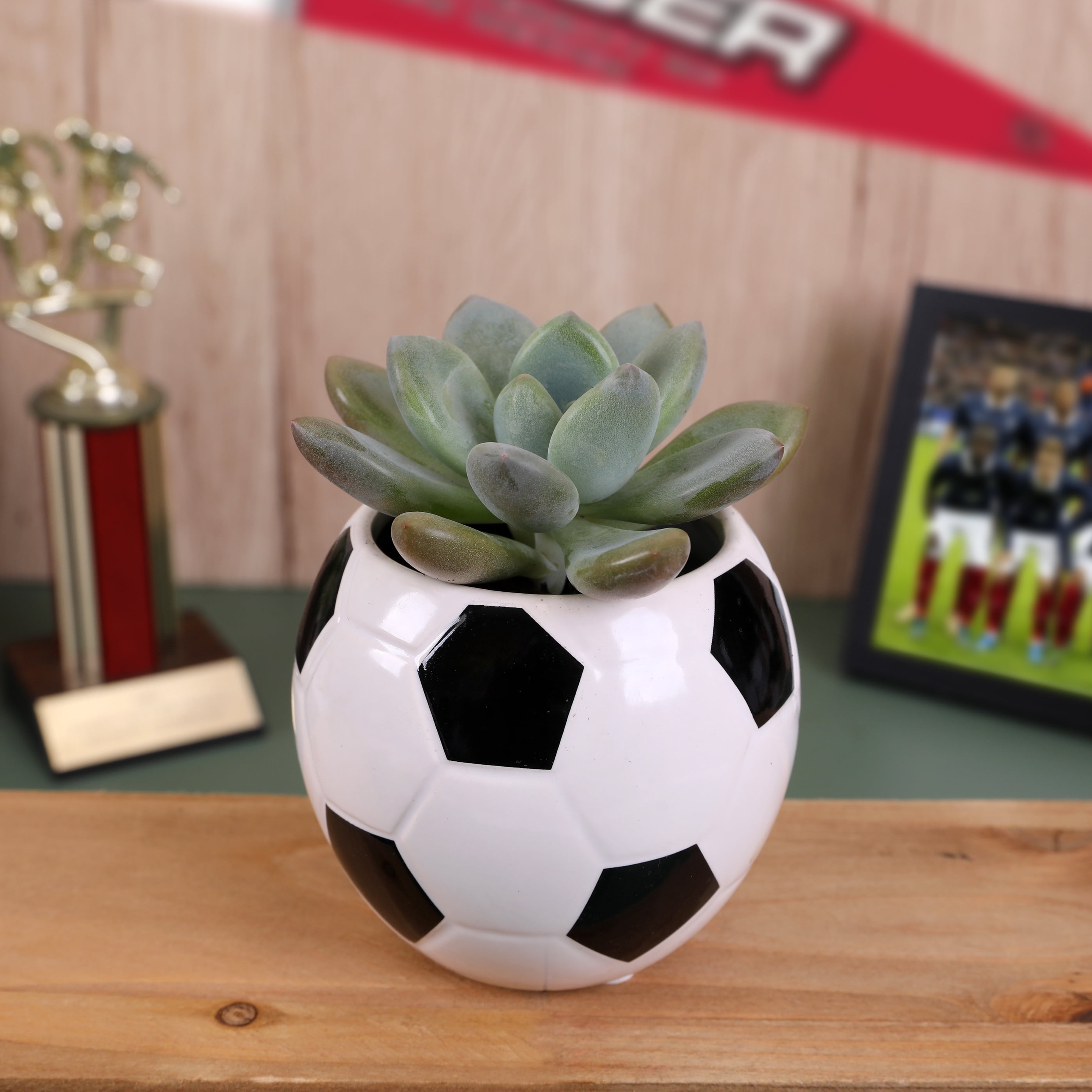 Green Circle Growers 2.5in Echeveria Succulent in Ceramic Pot
