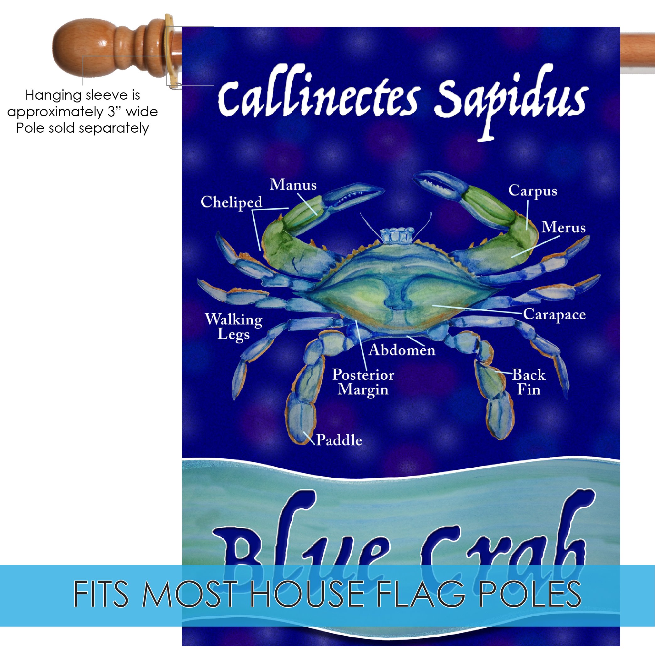 blue crab diagram