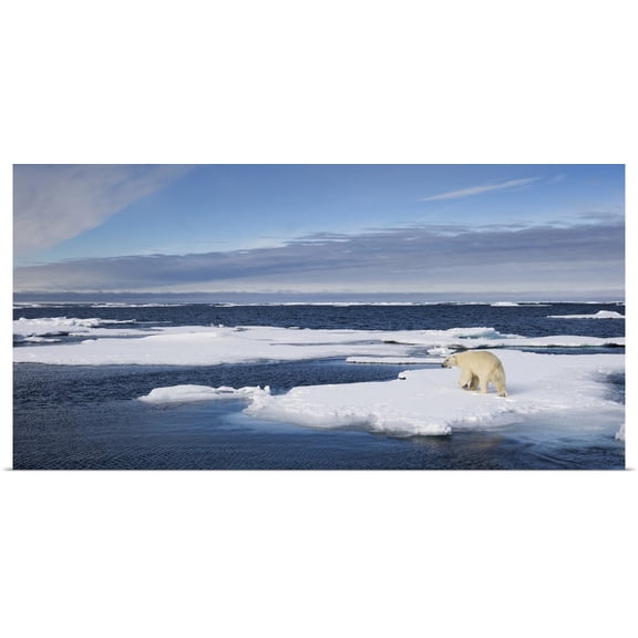 Great BIG Canvas | Rolled Paul Souders Poster Print entitled Polar Bear, Svalbard, Norway